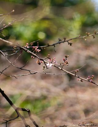 神池庭園の桜 3月13日② 4月15日