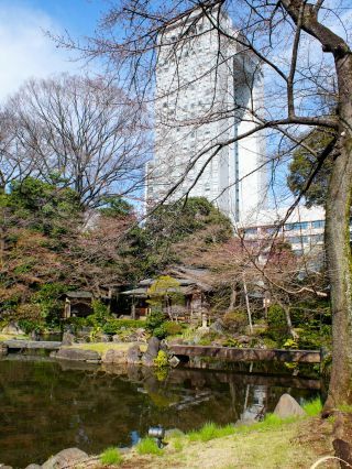 神池庭園の桜 3月13日②