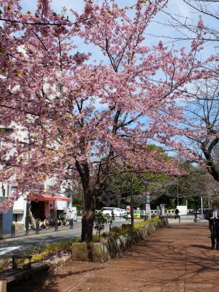 千鳥ヶ淵緑道の寒桜