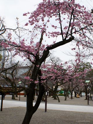 社務所前の寒桜 3月18日