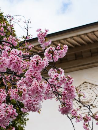 靖国神社の標本木 靖国会館前の寒桜 3月18日