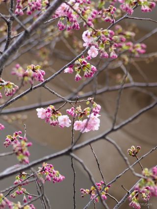 靖国会館の、少し奥まった場所にある桜