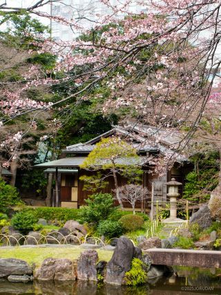 庭園の美しさに桜がぴったり