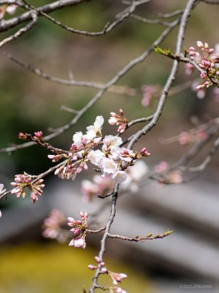 小ぶりのかわいらしい真っ白な桜が咲いています