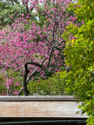 庭園のお隣、靖泉亭と寒緋桜