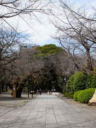 現在はまだつぼみの状態です