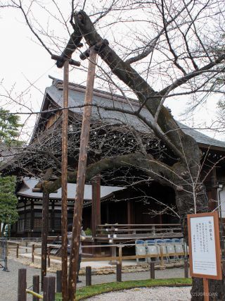 靖国神社の標本木 3月18日