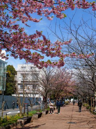 千鳥ヶ淵緑道の寒桜 3月18日