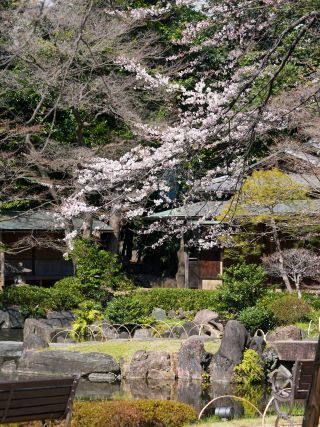 神池庭園に美しく咲く桜