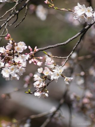 小ぶりで真白い桜がかわいらしい