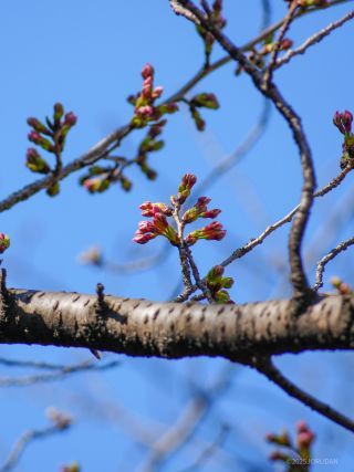 開花は秒読み段階か
