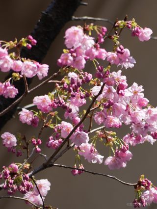 靖国会館横ではピンクの桜がご覧いただけます