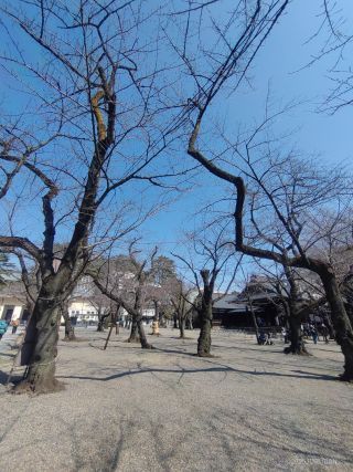 境内のソメイヨシノ