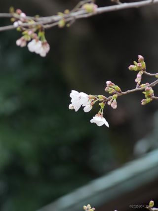 靖国神社の標本木 3月21日