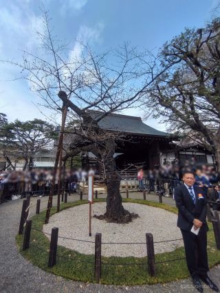 開花宣言の瞬間(右下は東京管区気象台の方)