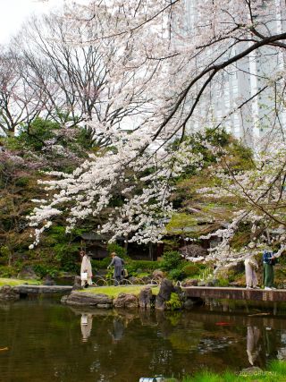 神池庭園の桜が満開です