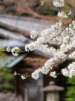 真白な桜をお楽しみいただけます