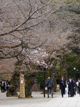神池庭園に続く道でも開花が進む