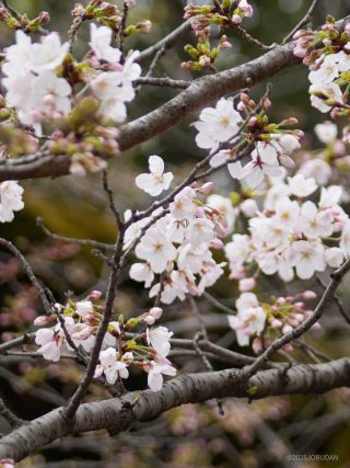 特に開花が盛んです
