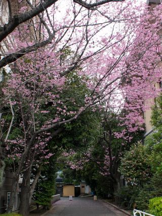 濃紅色の桜が満開