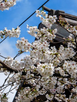 能楽堂の前で満開の桜が楽しめます