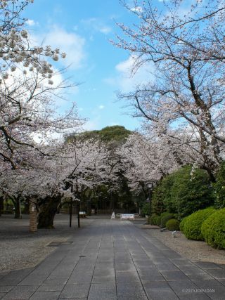 神池庭園に続く道でも桜が楽しめます