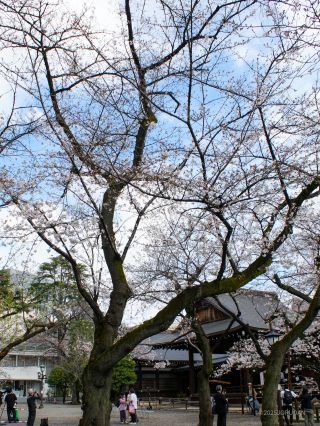 境内は満開まであと一歩