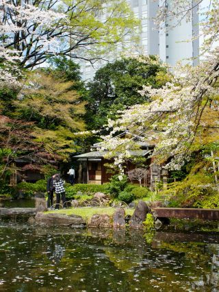 満開の桜と、池にもあふれる桜の花