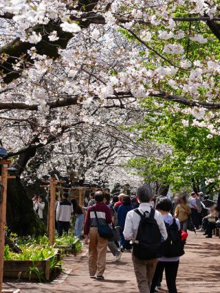 千鳥ヶ淵緑道の桜①