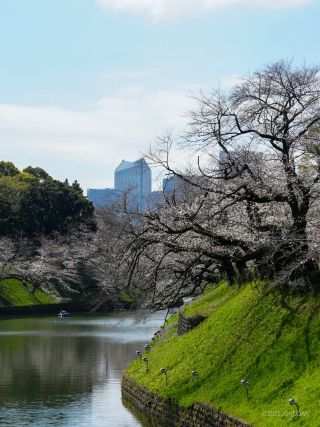 千鳥ヶ淵緑道の桜②