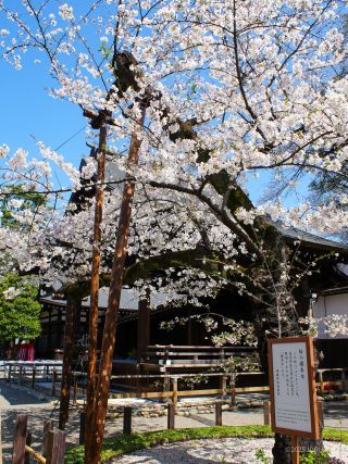 靖国神社の標本木、4月4日満開