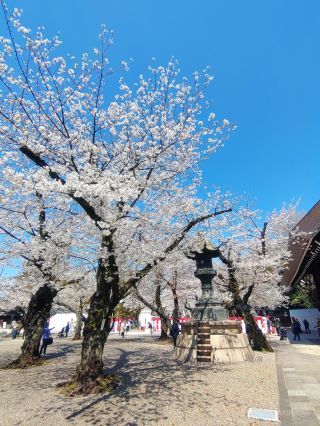 境内の桜は満開です