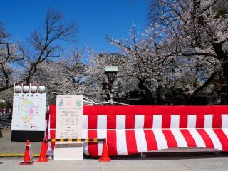 夜桜詣の準備中