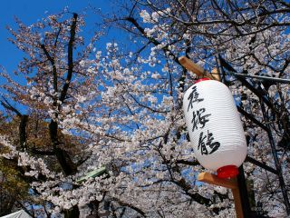 桜とともに夜の芸能をお楽しみいただけます