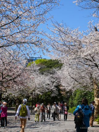 神池庭園に続く道、満開です