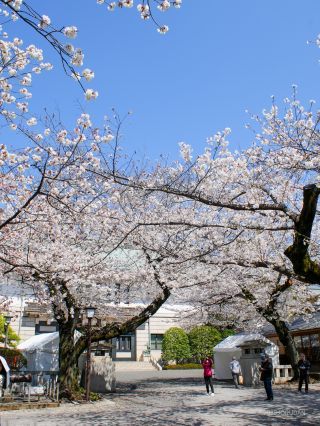 開花した八重桜