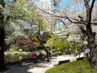 神池庭園では桜吹雪が舞うことも