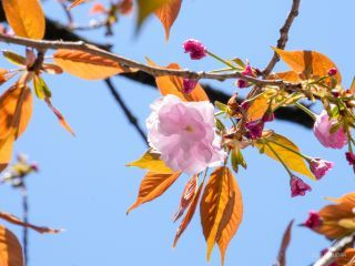 咲き始めた八重桜