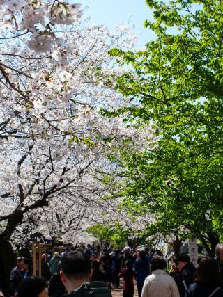 千鳥ヶ淵緑道の桜 4月4日①