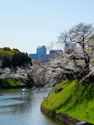 千鳥ヶ淵緑道の桜 4月4日②