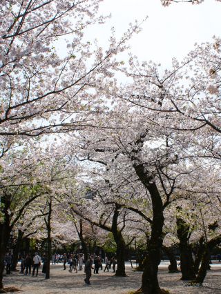 境内の桜はまだまだ見ごろです