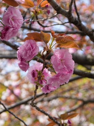 八重桜が開花、バラのような美しさ