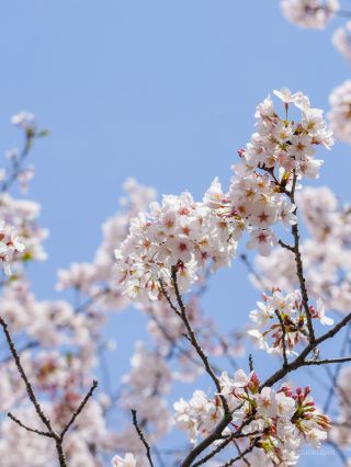 見事な咲き誇りを見せています