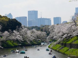 千鳥ヶ淵緑道の桜 4月8日