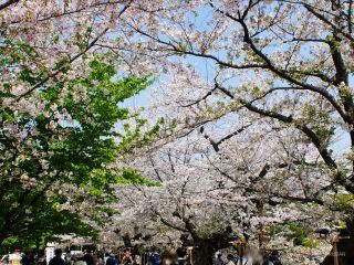 今シーズン最後のお花見を楽しもう
