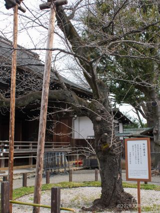 靖国神社の標本木、新緑が目立ち始める