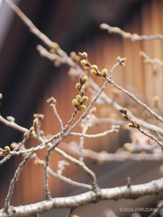 境内の桜はまだまだ見ごろです