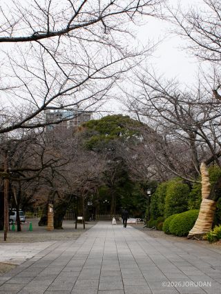 神池庭園に続く道、例年境内より早く開花します
