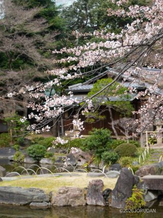 寒桜が見ごろを迎えています