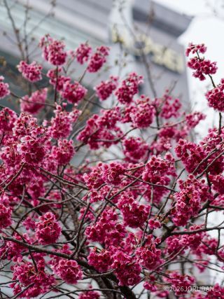 啓照館の寒緋桜も見頃です